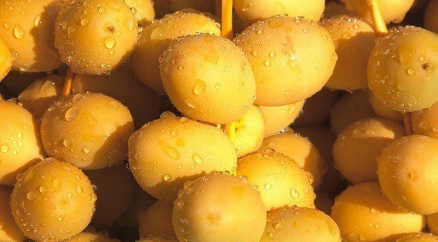 Cultivate Barhi Dates